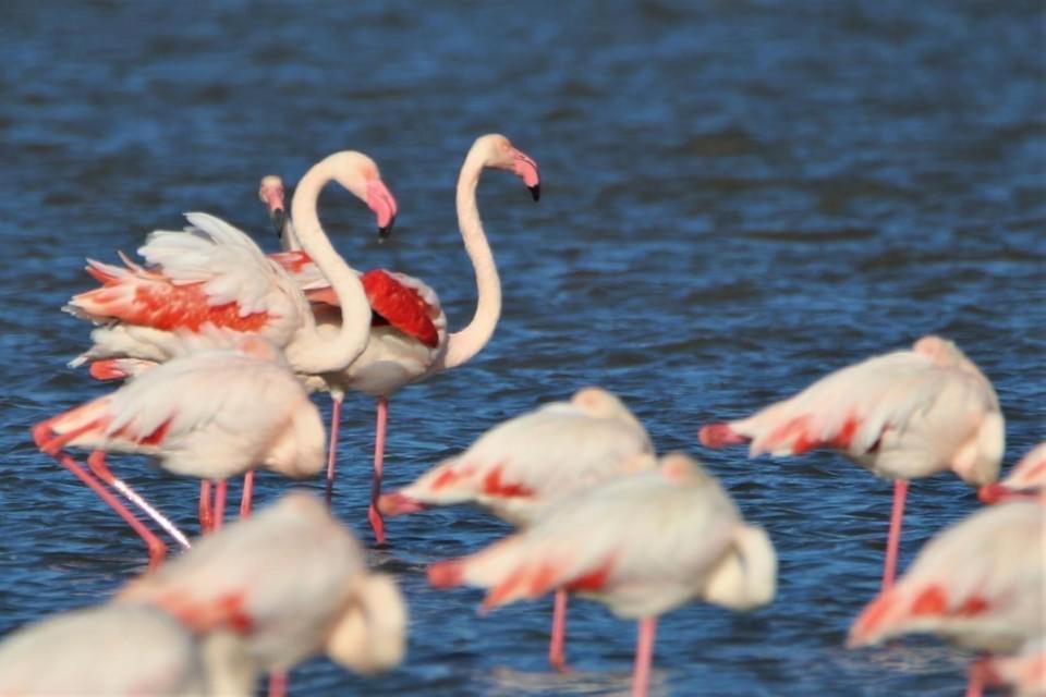 La Perle Vue Pieds Dans L'eau Clim Wifi * Leucate